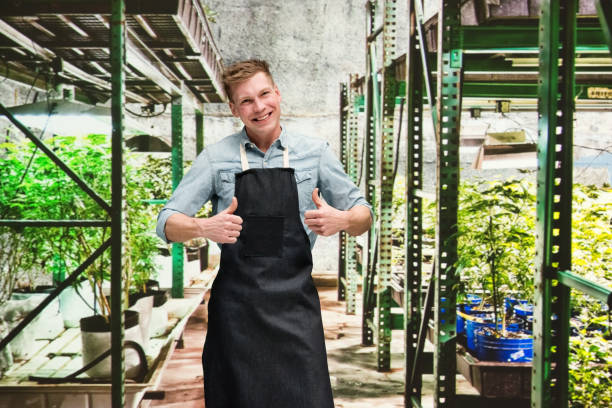 istock Marijuana shop - Male worker is doing thumbs up 1133849040