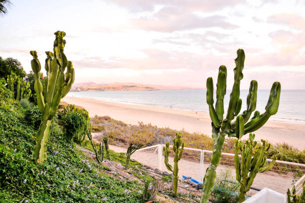 istock Landscape in Tropical Volcanic Canary Islands Spain 1133849202