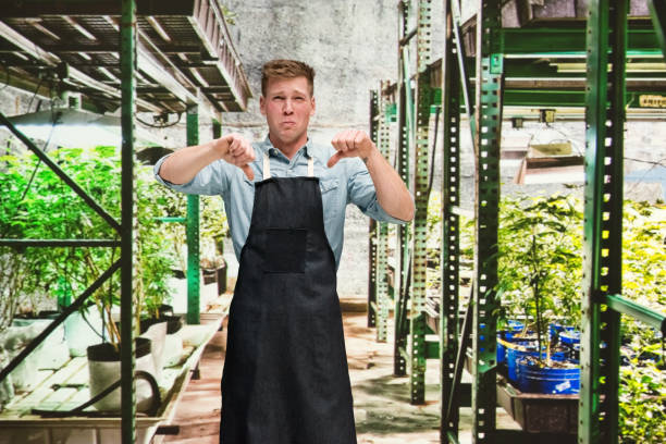 istock Marijuana shop - Male worker is doing thumbs down 1133849416