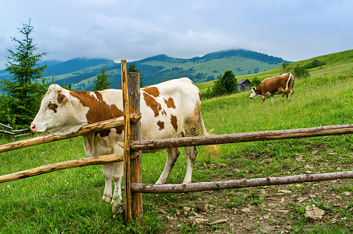 cows behind a fence in a mountain meadow. Carpathians Ukraine