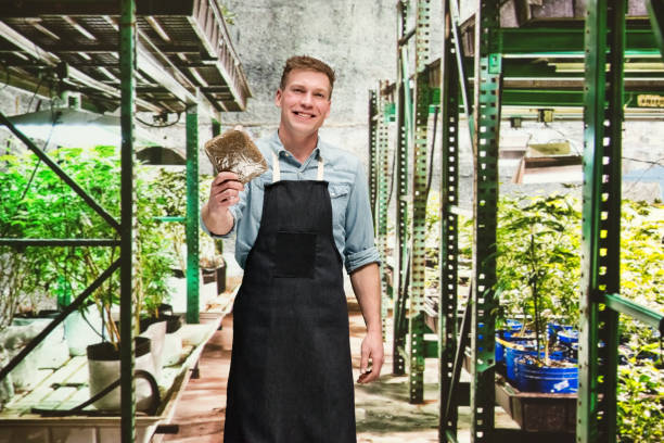 istock Marijuana shop - Male worker is holding weed 1133850019
