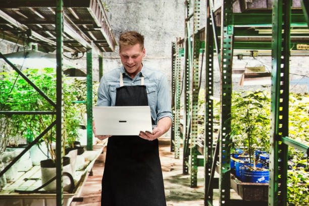 istock Marijuana shop - Male worker is working on laptop 1133850730