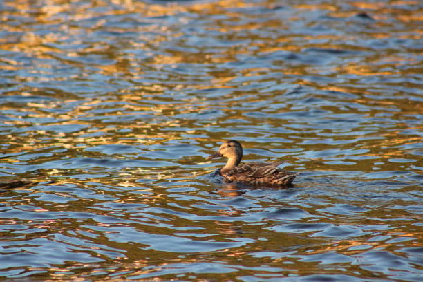 istock Solo Duck on Farm Lake Ely, Minnesota 1133851896