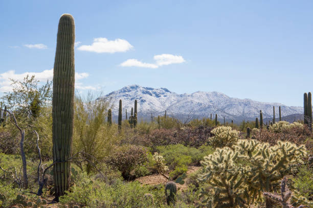 istock Saguaro National Park with snow on Mt. Wrightson 1133851918