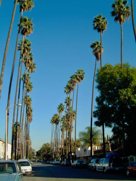 America lifestyle / Palm tree and blue sky.