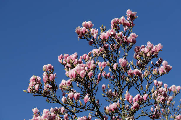 istock Pink spring blossom tree Magnolia x soulangeana 1133852631