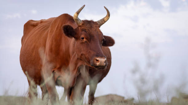 istock Cow on a summer pasture 1133853229