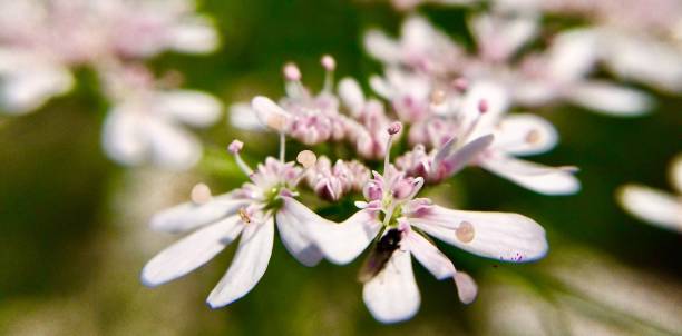 istock Little flowers macro photography 1133853384