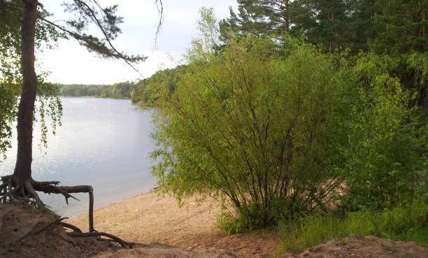 istock Sandy beach of a forest lake 1133853522