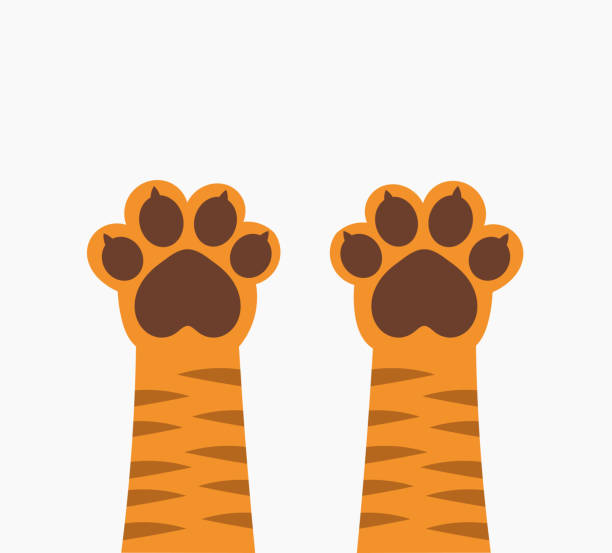 illustrazioni stock, clip art, cartoni animati e icone di tendenza di il gatto tigre allo zenzero si alza. - animal leg