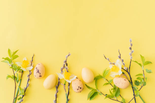�黄色の水仙と卵を黄色い背景にした、イースターの構図を平らに敷く - daffodil flower yellow plant ストックフォトと画像