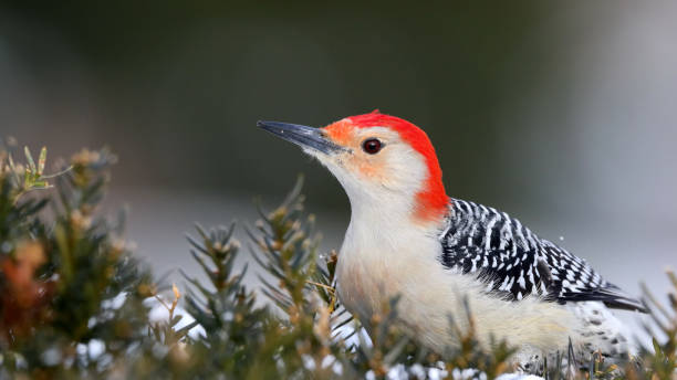 istock Red-Bellied Woodpecker 1133855139