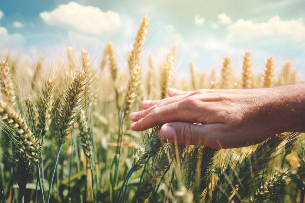 istock Crop protection concept with farmer touching green wheat crop 1133856081