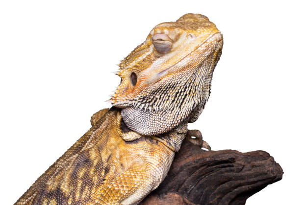 istock bearded dragon (pogona vitticeps) isolated on white background 1133856166