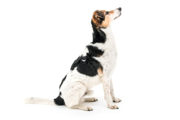 istock Colorful spotted dog on white background 1133856590