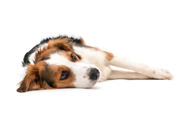 istock Colorful spotted dog on white background 1133856697