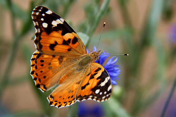 istock Painted Lady butterfly (vanessa Cardui), wings opened, feeding on flower 1133856721