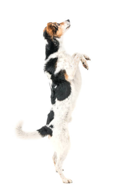 istock Colorful spotted dog on white background 1133856734