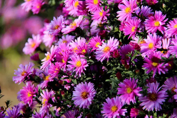 Aster Symphyotrichum novi-belgii in late autumn at sunset blurry background