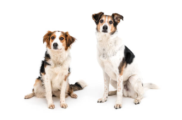 istock Colorful spotted dog on white background 1133856796