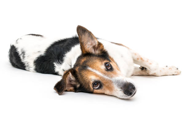 istock Colorful spotted dog on white background 1133857499
