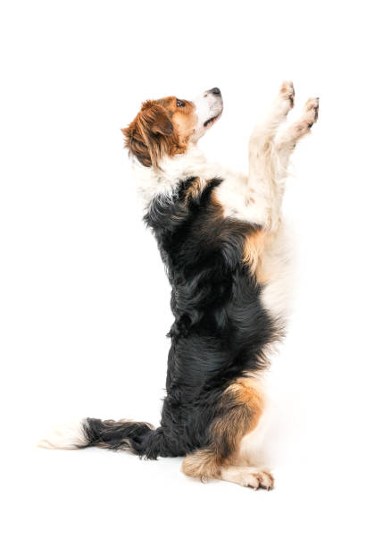 istock Colorful spotted dog on white background 1133857580