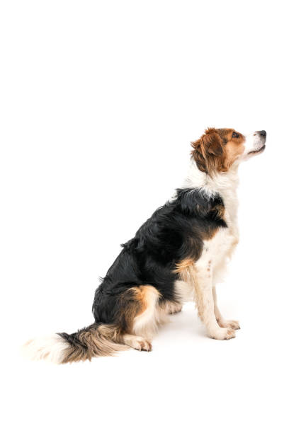 istock Colorful spotted dog on white background 1133857662