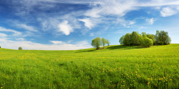 istock Field with dandelions and blue sky 1133857811