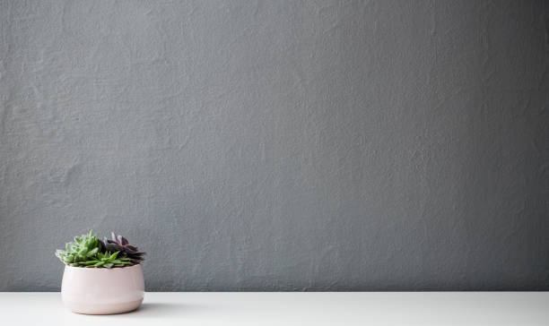istock Flower in pot in front of grey wall 1133858225