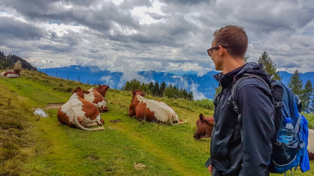 istock Austria - Hiking man encounters cows on the trail 1133858499