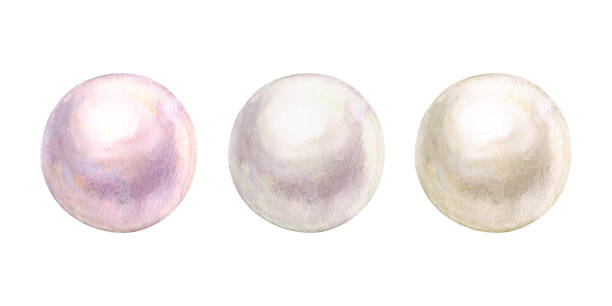 ilustrações, clipart, desenhos animados e ícones de a pérola ajustou o mar natural brilhante nacreous da aguarela isolado no fundo branco. - pearl shell jewelry gem