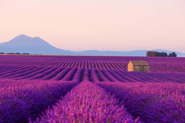 фермерский дом в красивом цветущей лавандовом поле - lavender coloured lavender provence alpes cote dazur field стоковые фото и изображения