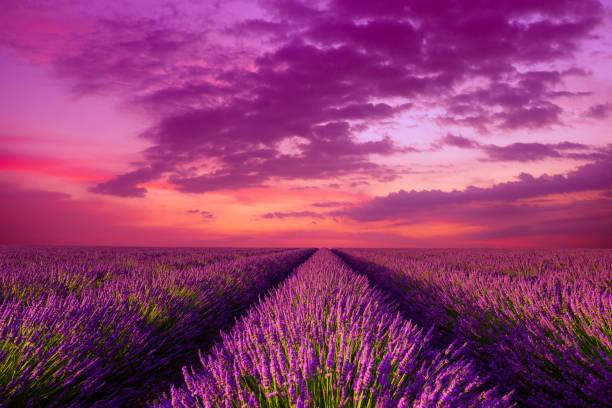 istock Lavender field blossoming bushes at sunset Provence 1133859371