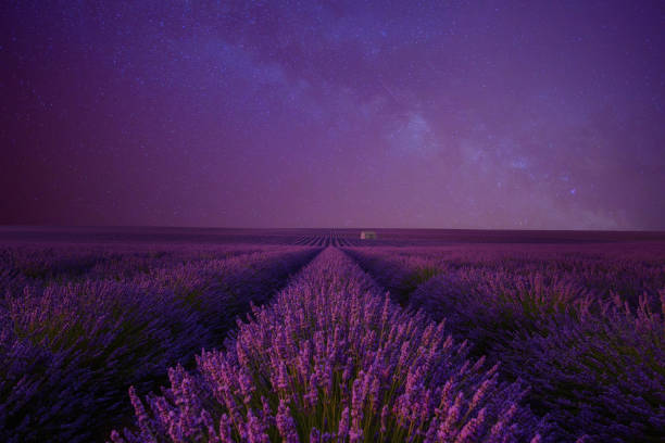 istock Lavender field at night under the milky way 1133859441