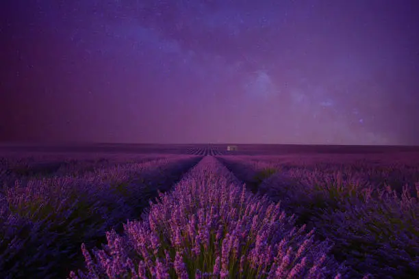 Photo of Lavender field at night under the milky way