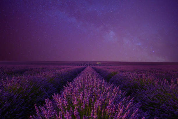 campo da alfazema na noite a maneira leitosa - lavender field - fotografias e filmes do acervo