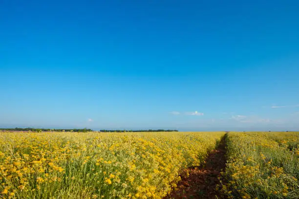 Photo of Helichrysum italicum field in Provence France