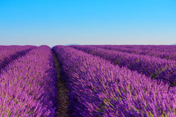 лаванда поле ряды красивых цветущих лаванды - lavender coloured lavender provence alpes cote dazur field стоковые фото и изображения