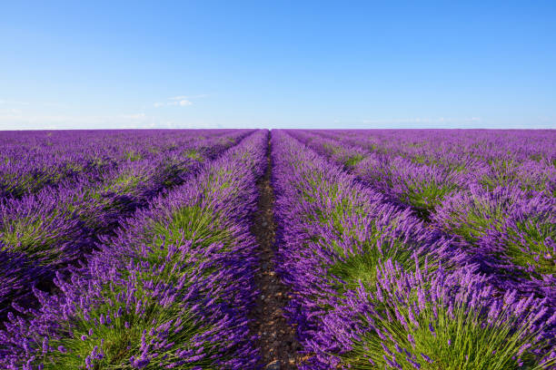 끝 없는 라벤더는 수평��선에 행 - lavender coloured lavender provence alpes cote dazur field 뉴스 사진 이미지