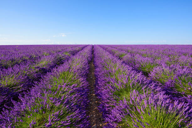 бесконечные кусты лаванды рядами к горизонту - lavender coloured lavender provence alpes cote dazur field стоковые фото и изображения