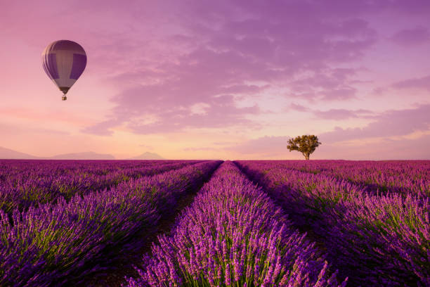 linee file di lavanda con albero solitario e mongolfiera - alpine upland foto e immagini stock