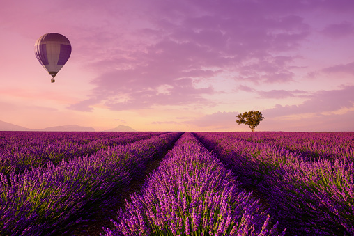 Lavender rows lines with lonely tree and hot air balloon at sunset iconic Provence fields landscape
