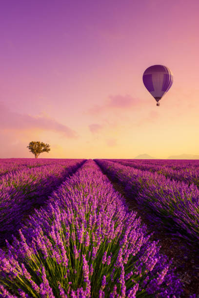 일출과 열기구의 라벤더 밭 행 - lavender coloured lavender provence alpes cote dazur field 뉴스 사진 이미지