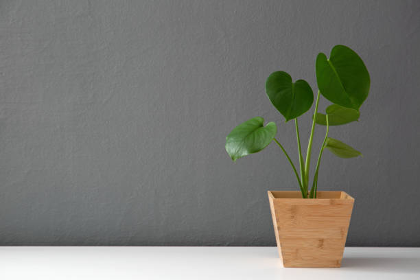 istock plant in wooden pot 1133859845
