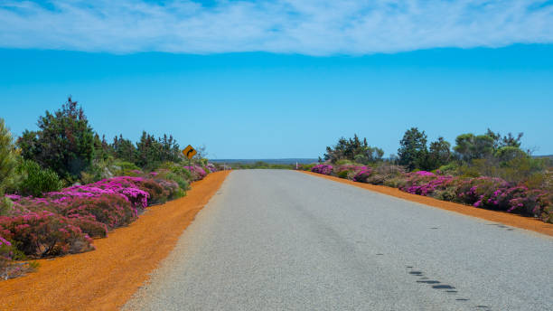 Pink blooming bushes next to the road in Western Australia Kalbarri stock photo