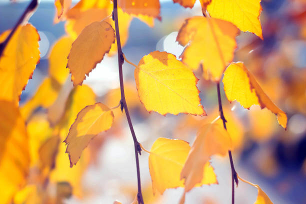 istock Yellow leaves on a birch tree at the autumn in the sunlight 1133860185