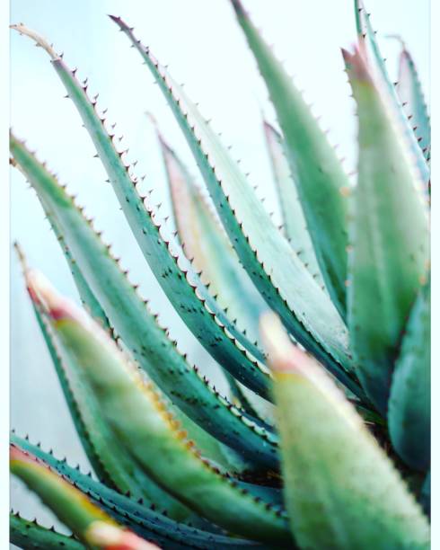 Green Agave plant detail
