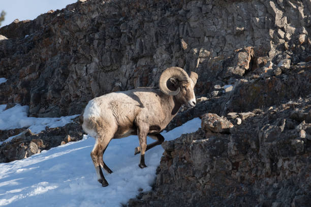 istock Bighorn rams on a cliff in Yellowstone 1133862779