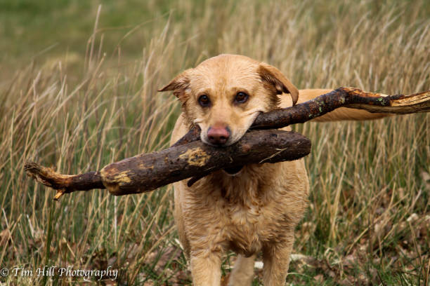 istock Labrador dog playing with his sticks 1133863031