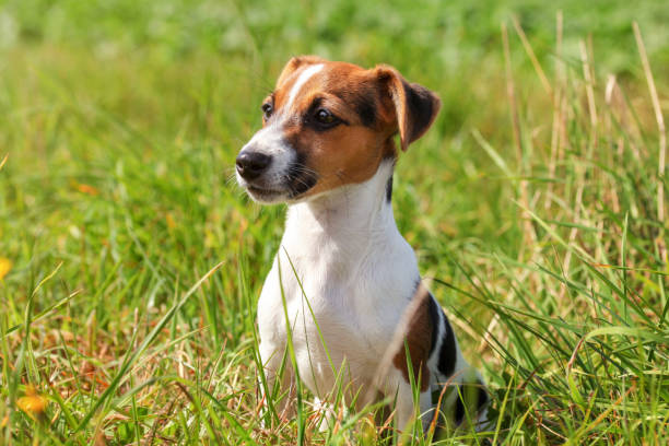istock Small Jack Russell terrier puppy sitting in low grass, sun shining on her. 1133863080